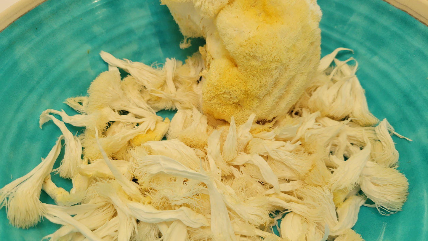 Lion’s Mane Mushroom Spore Kit (3 lbs.)
