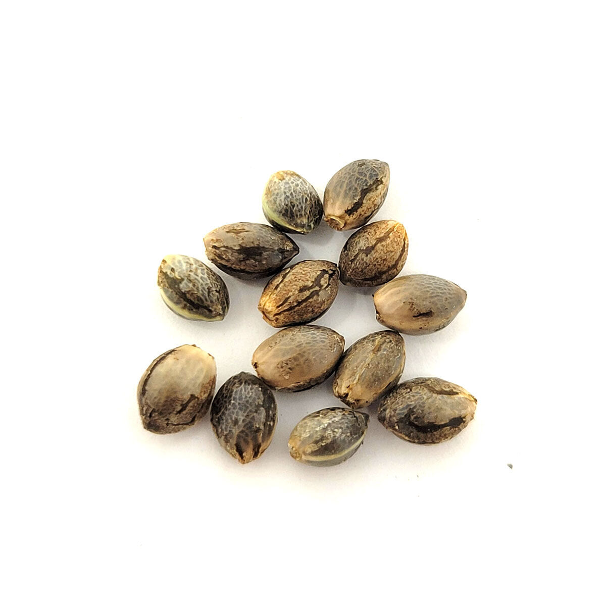 Hemp Seeds from the Sisters Farm in California