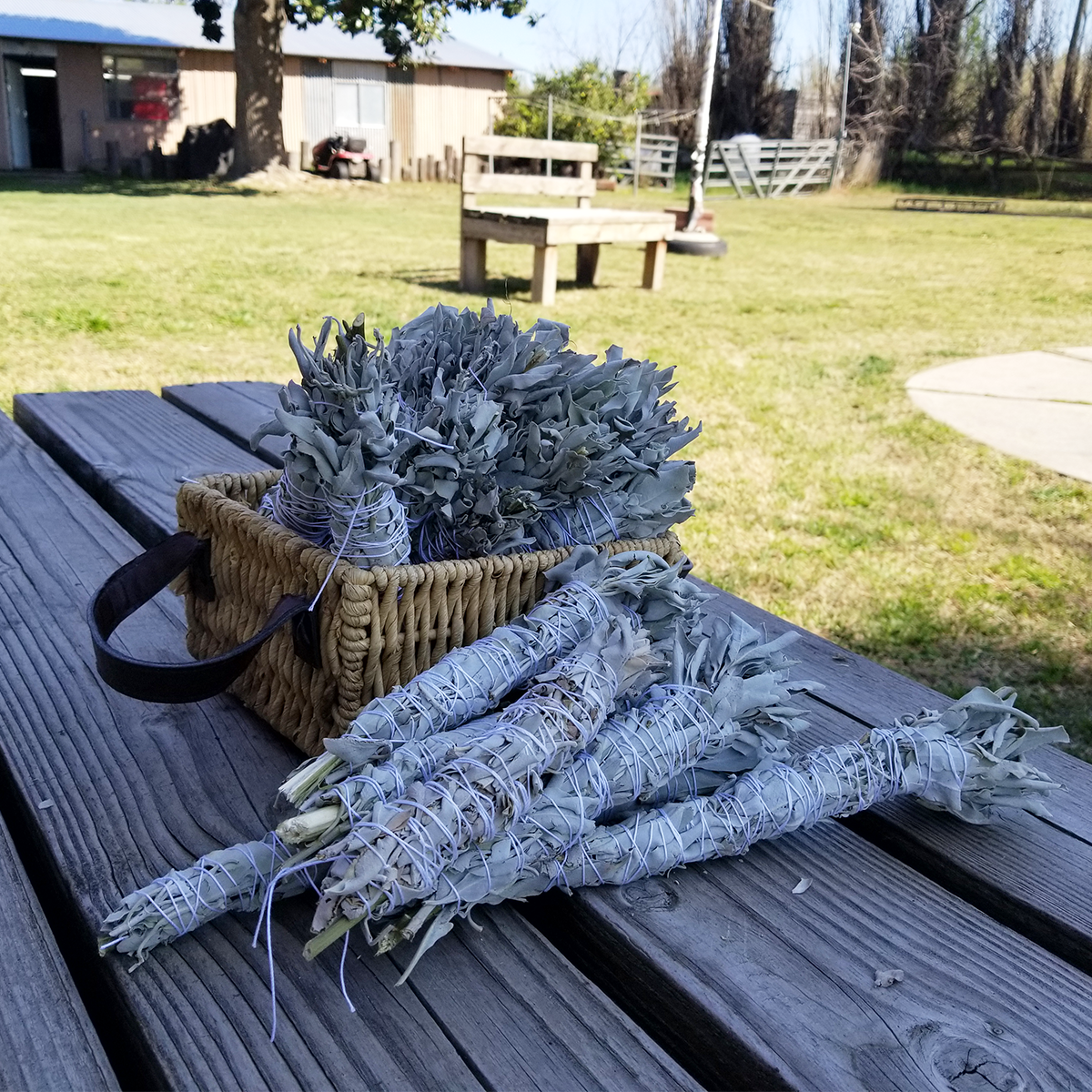 12 x White Sage Bundle