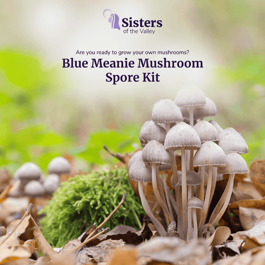Blue Meanie Mushroom Spore Kit (3 lbs.)