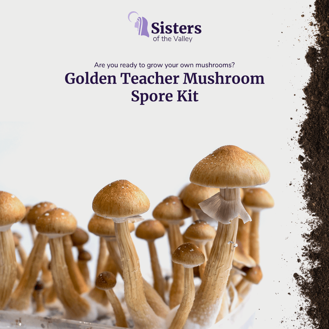 Golden Teacher Mushroom Spore Kit (3 lbs.)