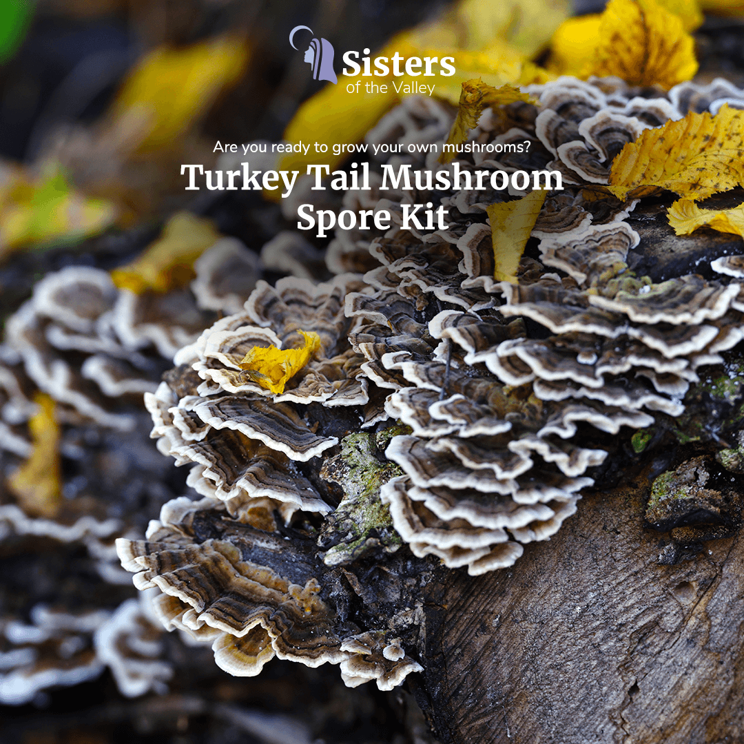 Turkey Tail Mushroom Spore Kit (3 lbs.)